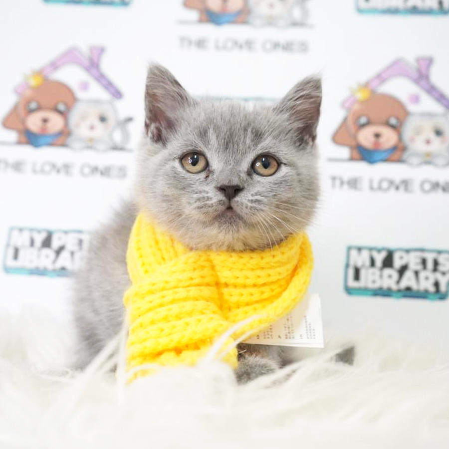 British Shorthair Kitten (Male) For Sale