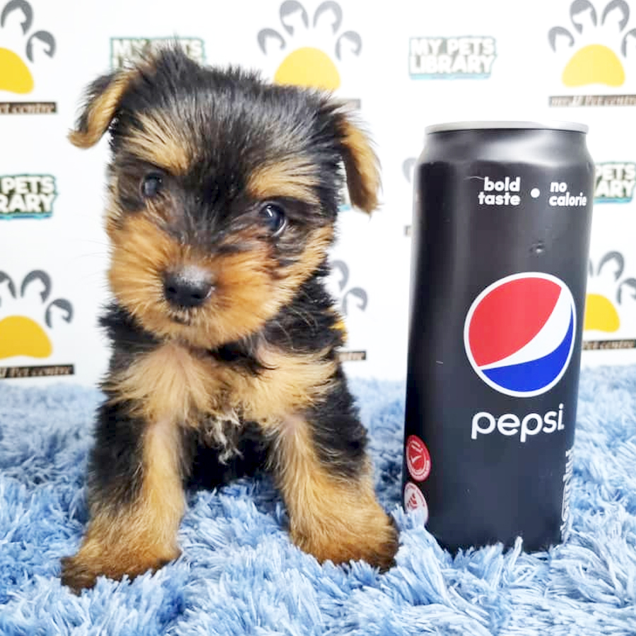 Yorkshire Terrier Puppy (Male) For Sale