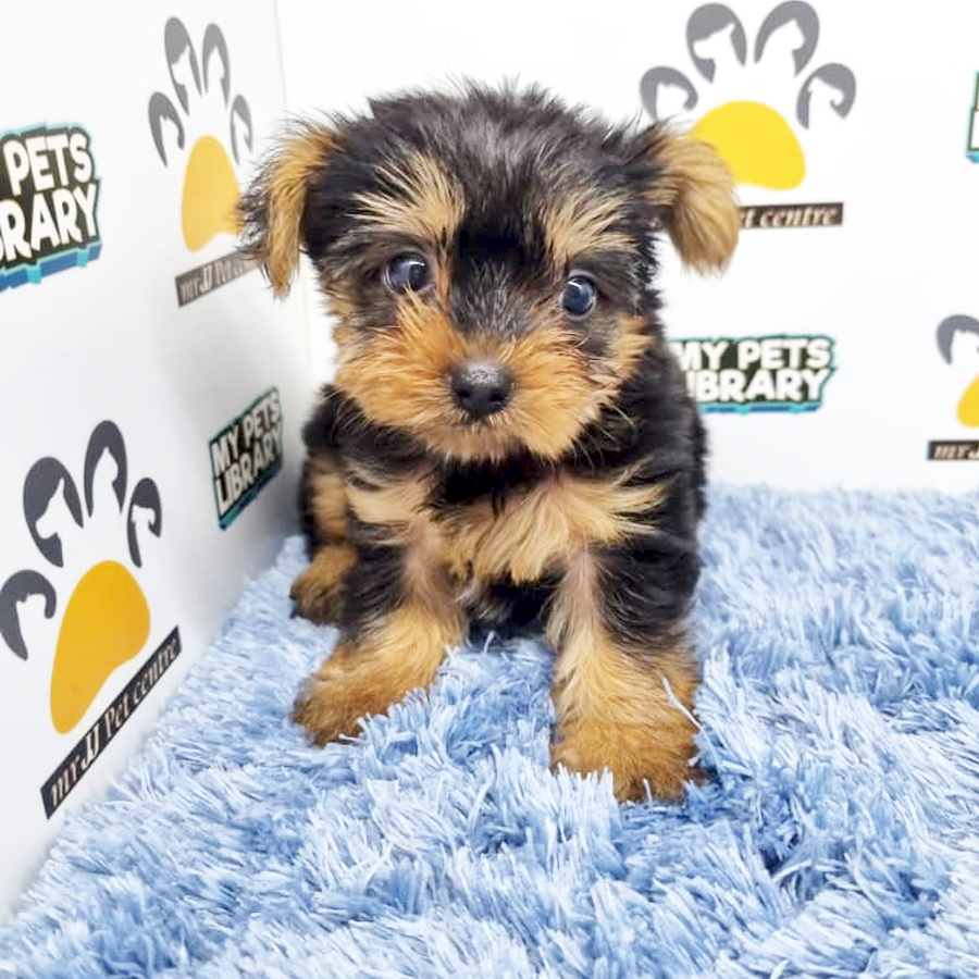 Yorkshire Terrier Puppy (Male) For Sale