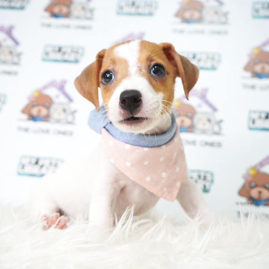 Jack Russell Terrier Puppy (Female) For Sale