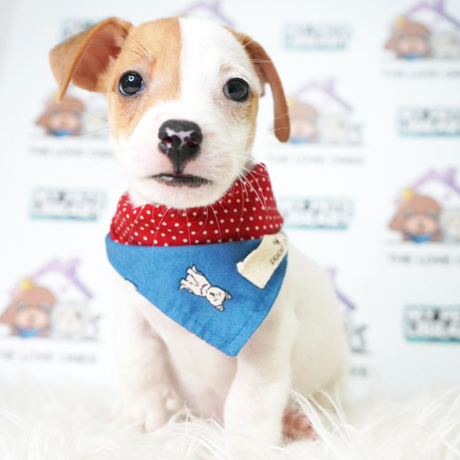 Jack Russell Terrier Puppy (Male) For Sale