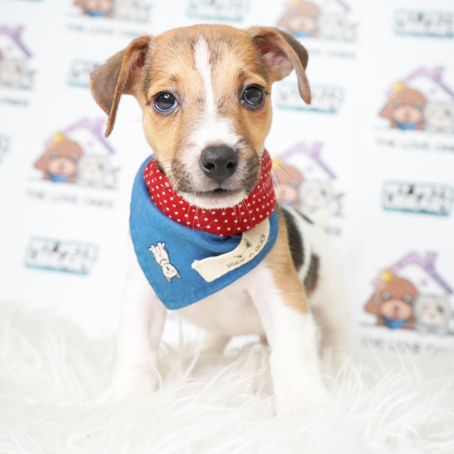 Jack Russell Terrier Puppy (Male) For Sale
