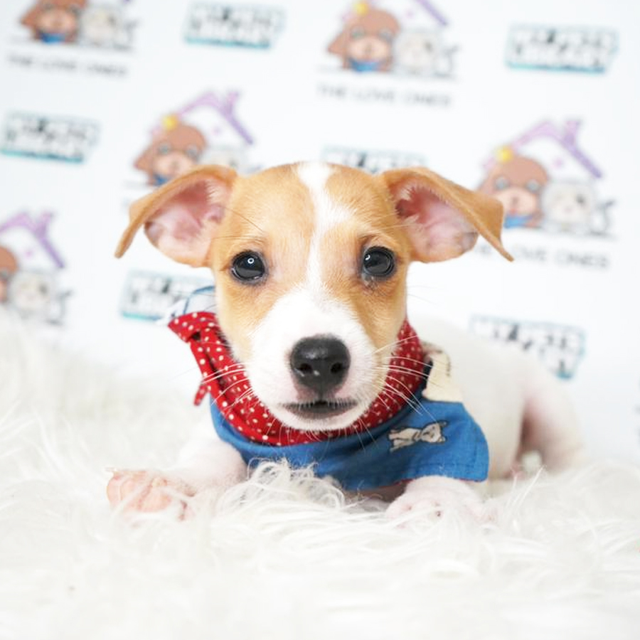 Jack Russell Terrier Puppy (Male) For Sale