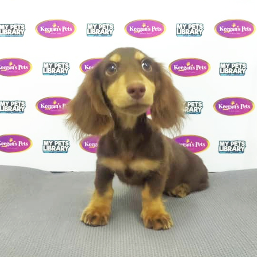 MKA Dachshund Puppy (Female) For Sale