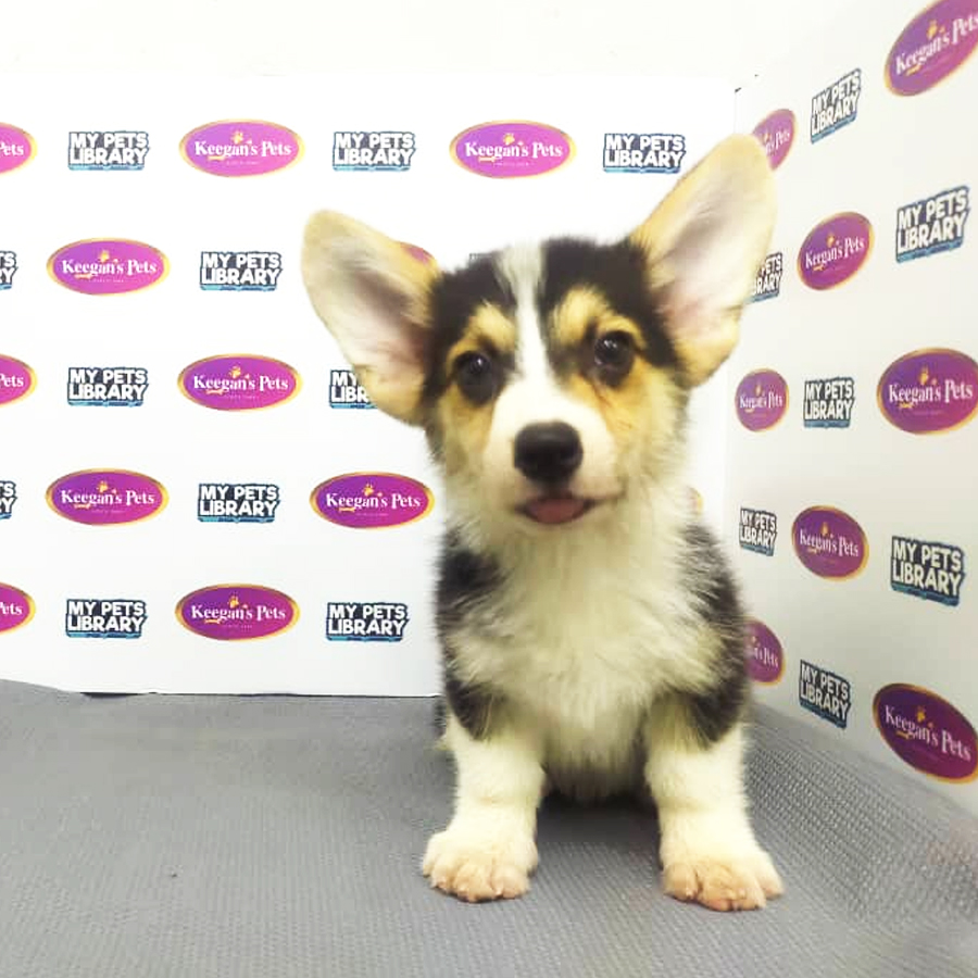 MKA Pembroke Welsh Corgi Puppy (Male) For Sale