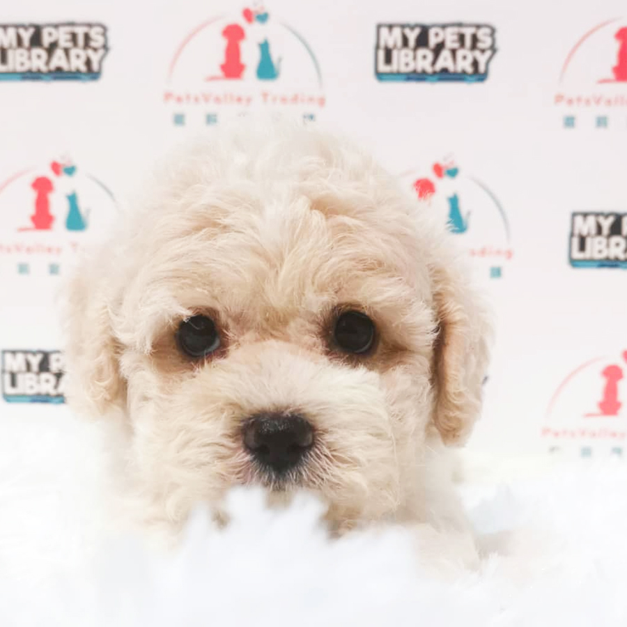 Maltipoo Puppy (Male) For Sale