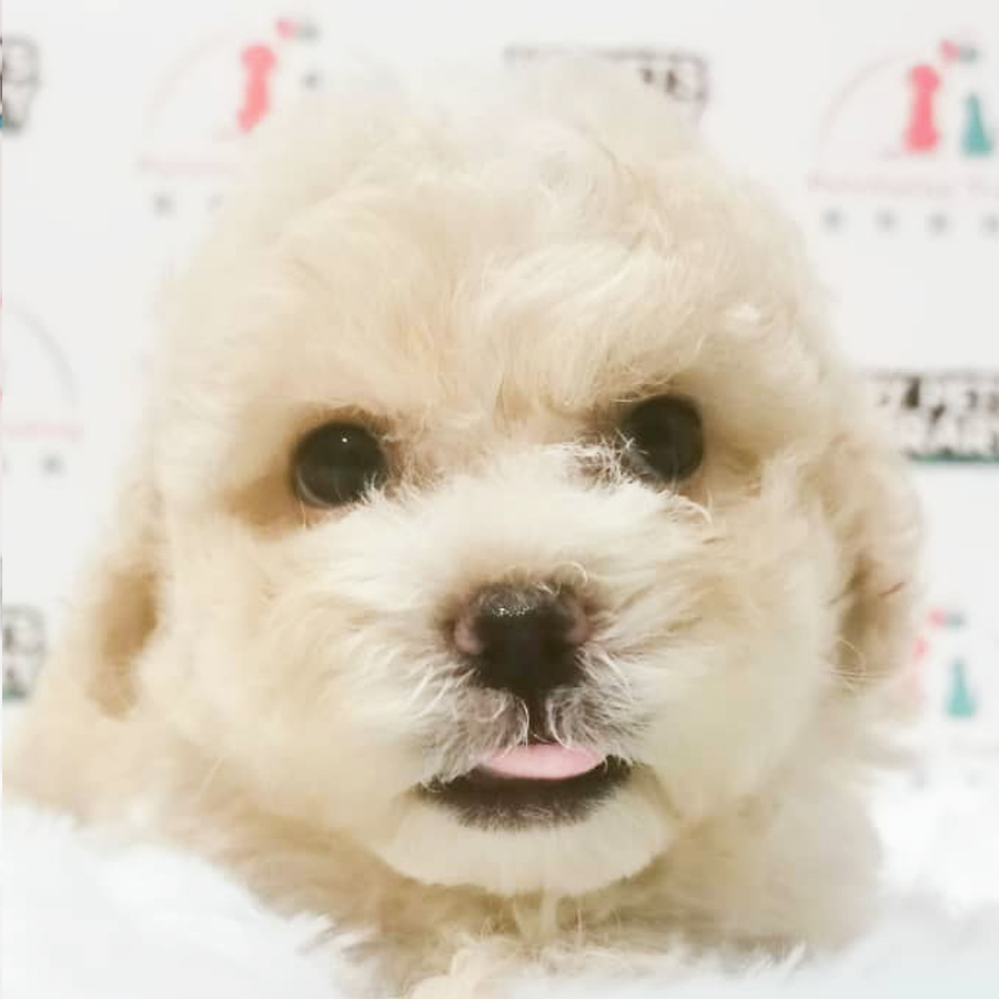 Maltipoo Puppy (Female) For Sale