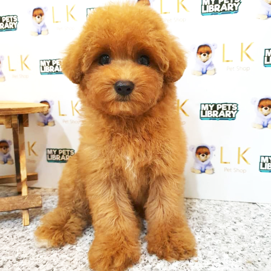 Toy Poodle Puppy (Female) For Sale