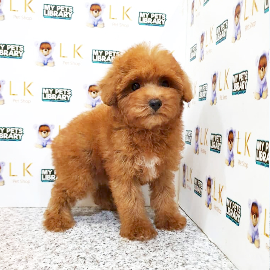 Toy Poodle Puppy (Female) For Sale