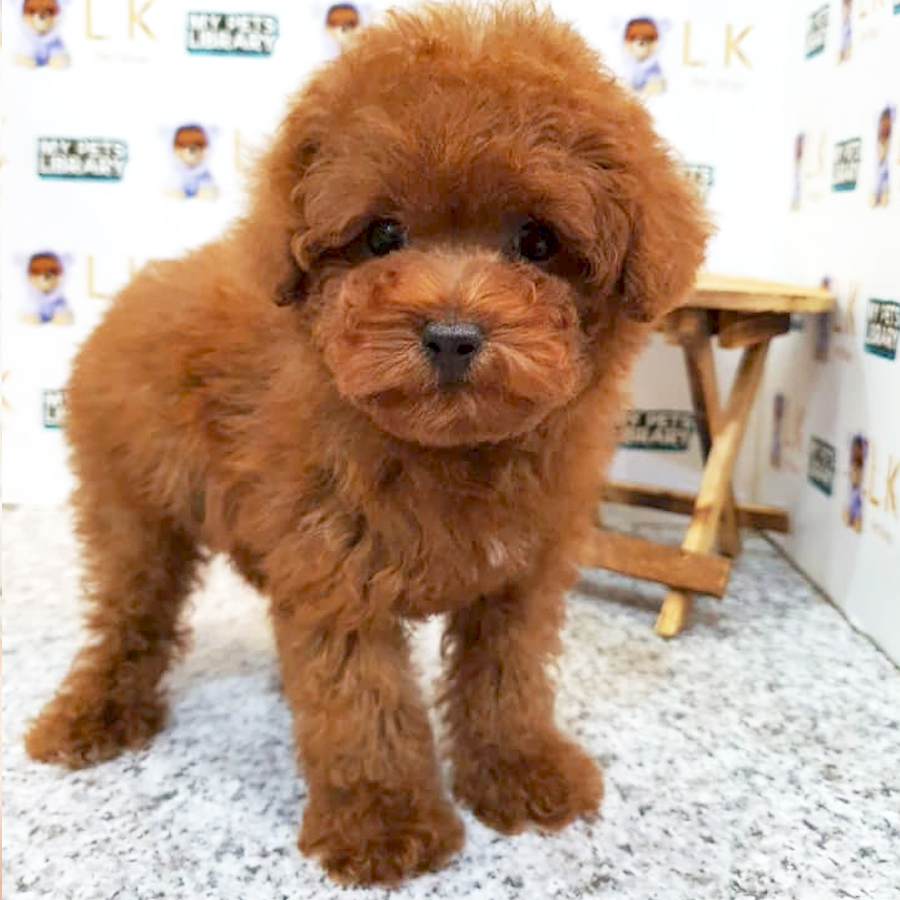 Toy Poodle Puppy (Female) For Sale