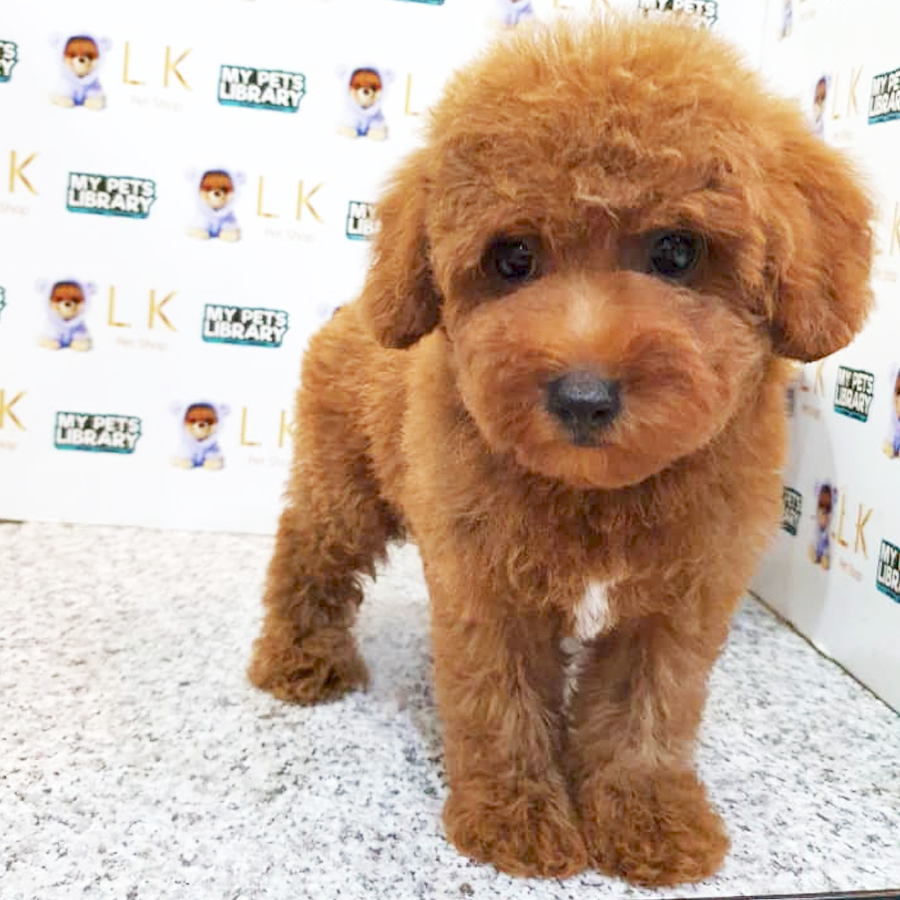 Toy Poodle Puppy (Male) For Sale