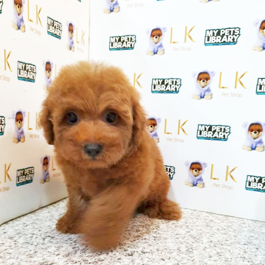 Toy Poodle Puppy (Male) For Sale