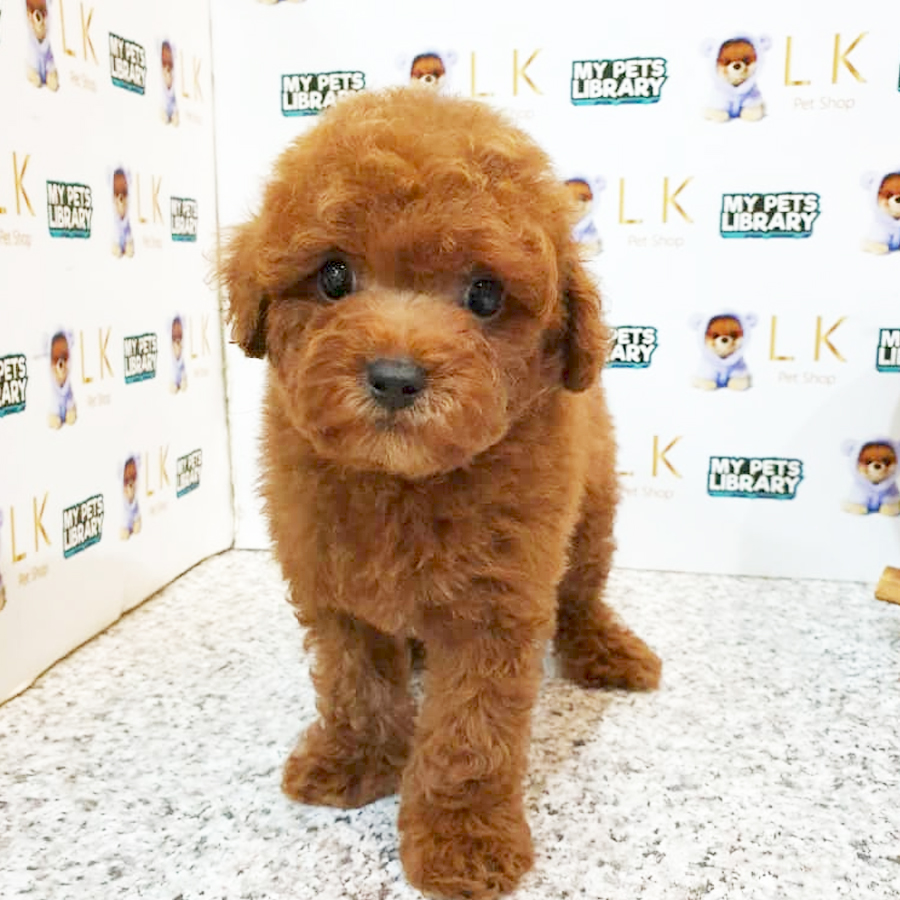 Toy Poodle Puppy (Male) For Sale