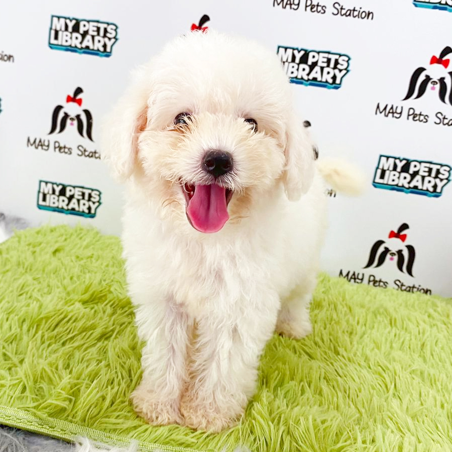 Toy Poodle Puppy (Male) For Sale