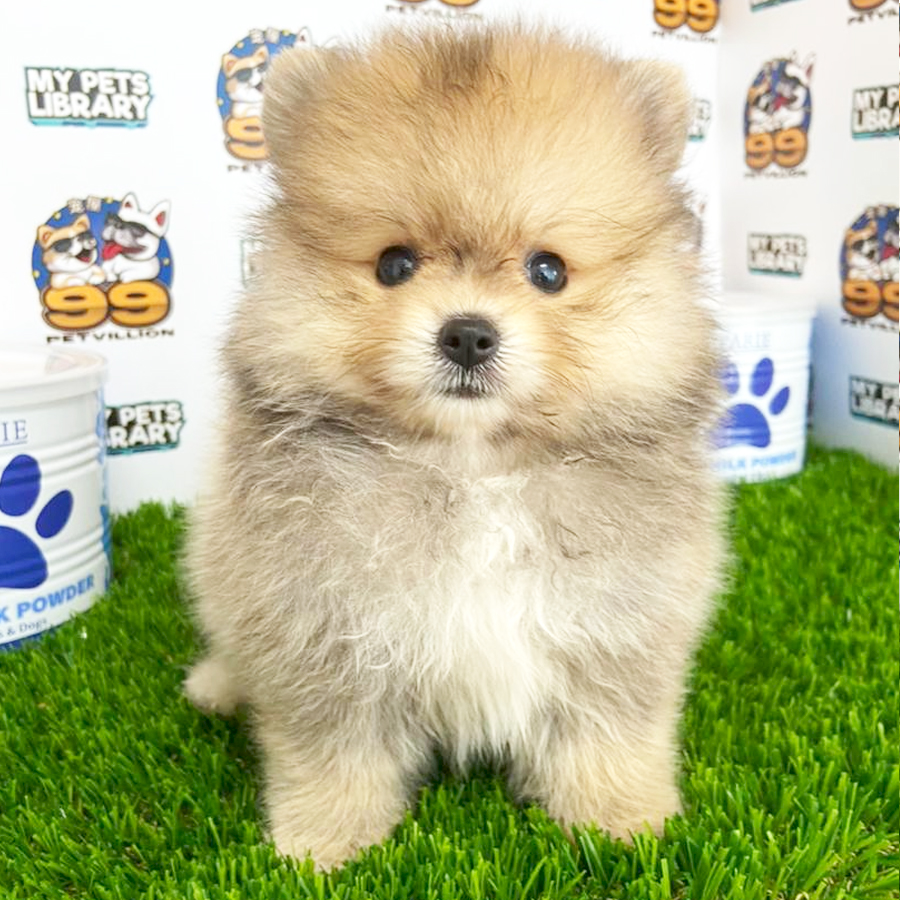 Tiny Pomeranian Puppy (Female) For Sale