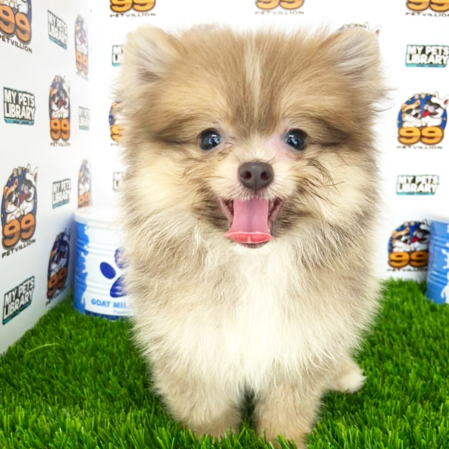 Tiny Pomeranian Puppy (Male) For Sale