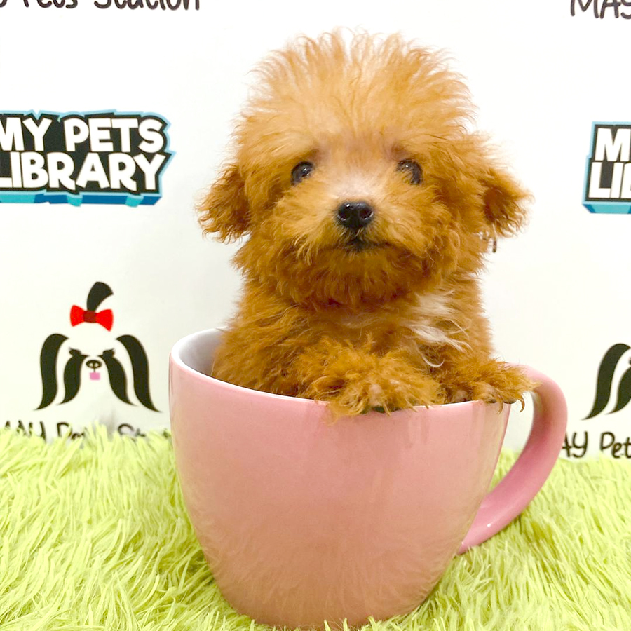 Tiny Poodle Puppy (Male) For Sale