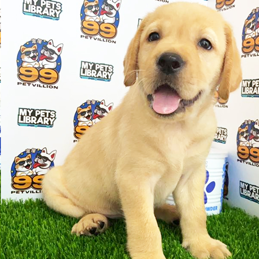 Labrador Puppy (Female) For Sale