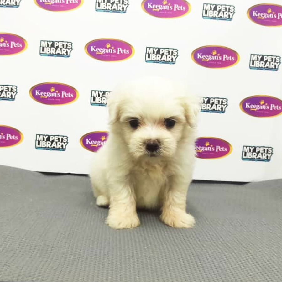 MKA Maltese Puppy (Female) For Sale