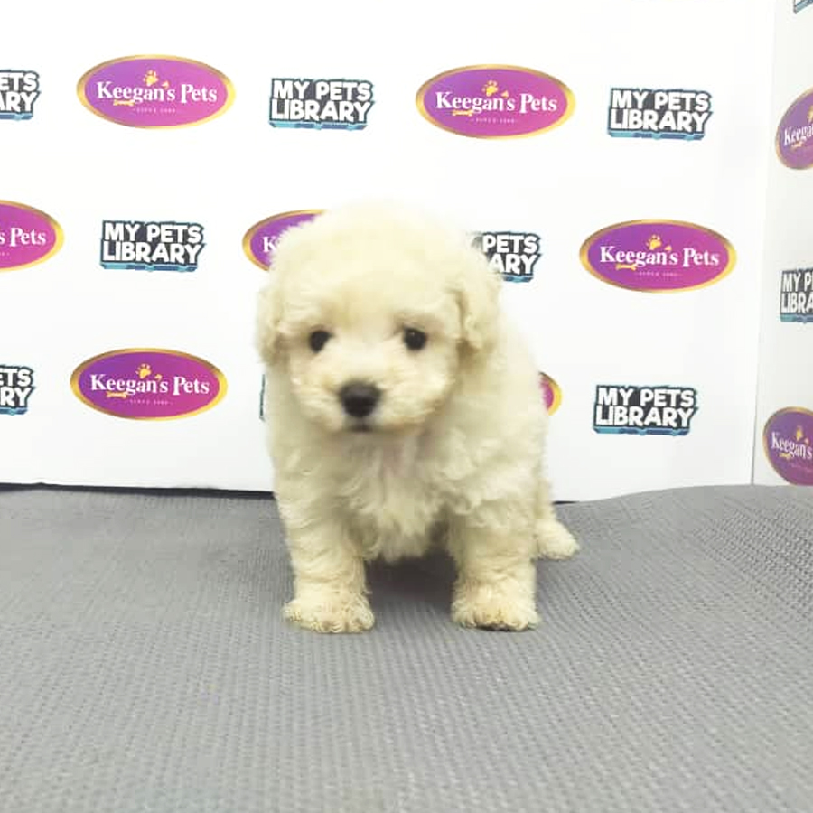 MKA Toy Poodle Puppy (Female) For Sale
