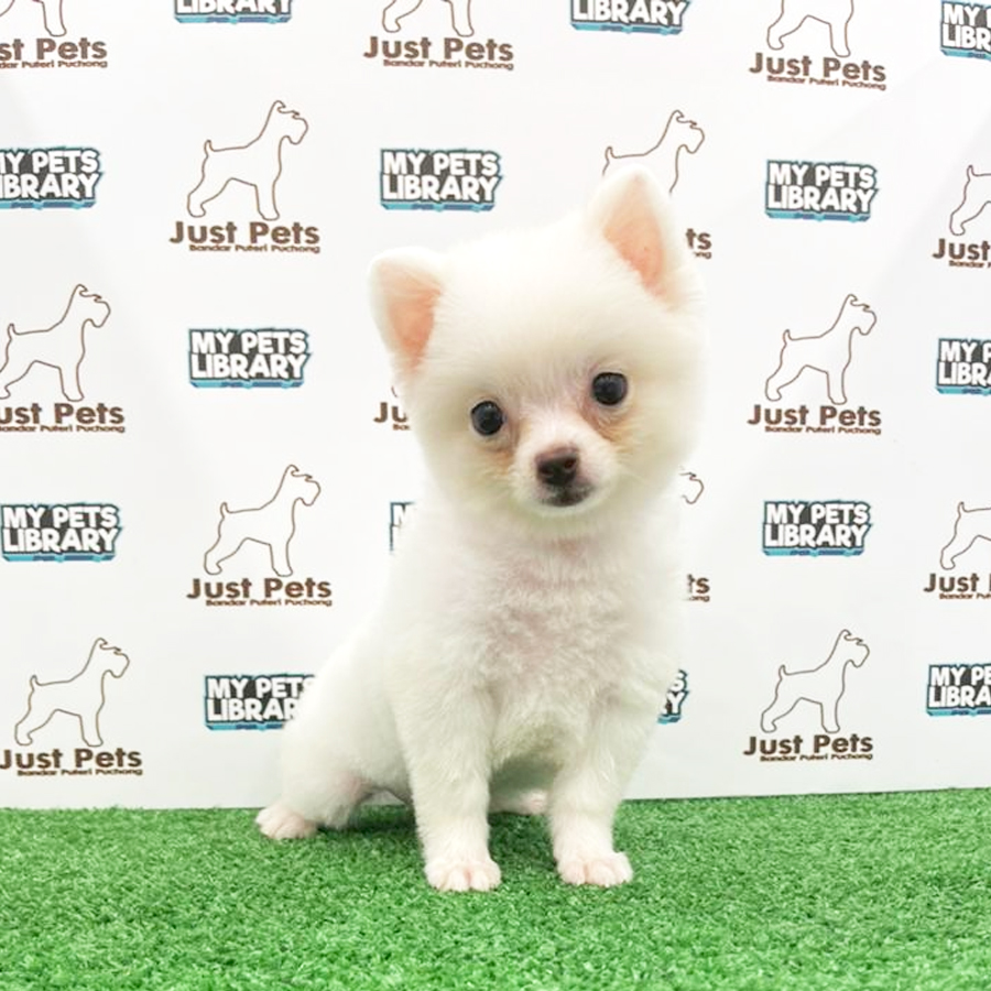 MKA Pomeranian Puppy (Female) For Sale