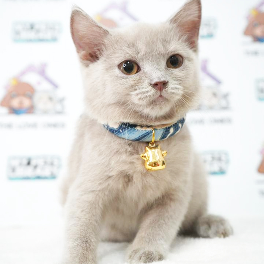 British Shorthair Kitten (Female) For Sale