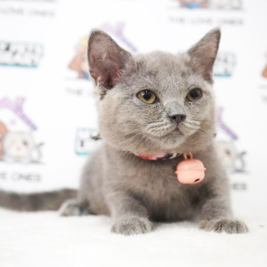 British Shorthair Kitten (Female) For Sale