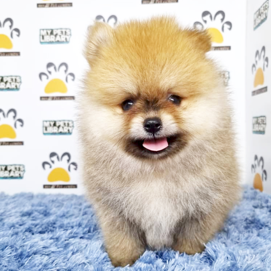 Pomeranian Puppy (Male) For Sale