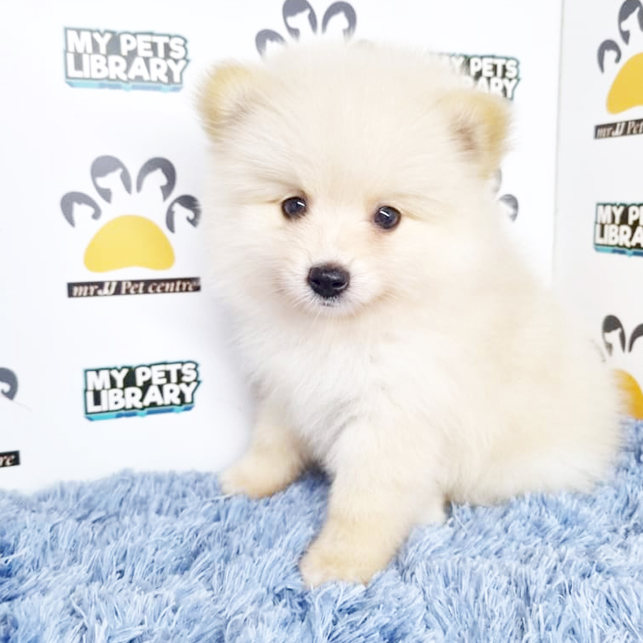 Pomeranian Puppy (Male) For Sale