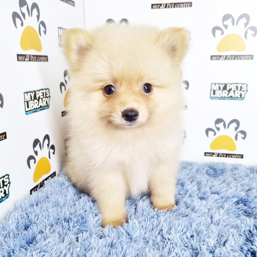 Pomeranian Puppy (Male) For Sale