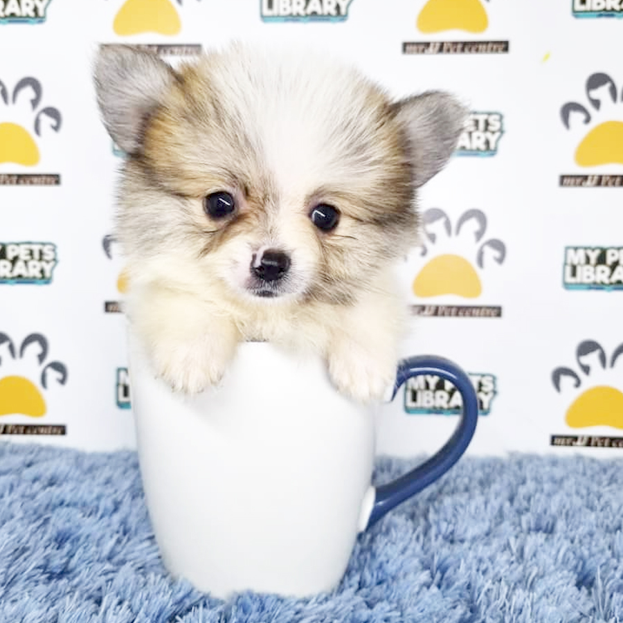 Pomeranian Puppy (Male) For Sale