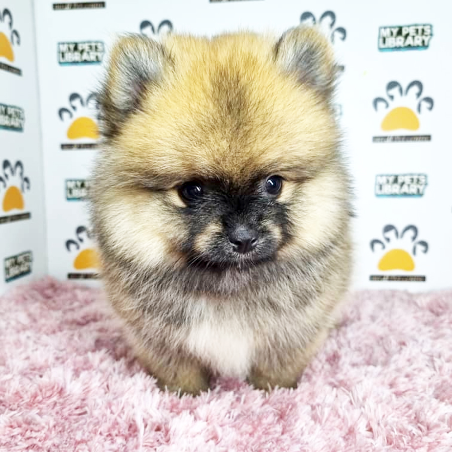 Pomeranian Puppy (Female) For Sale