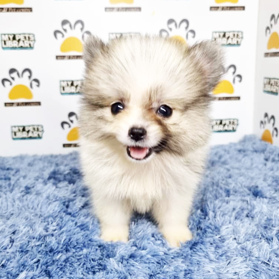 Pomeranian Puppy (Male) For Sale
