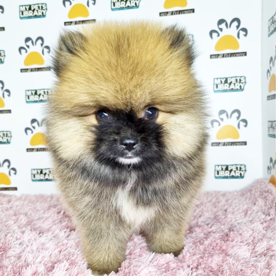 Pomeranian Puppy (Female) For Sale
