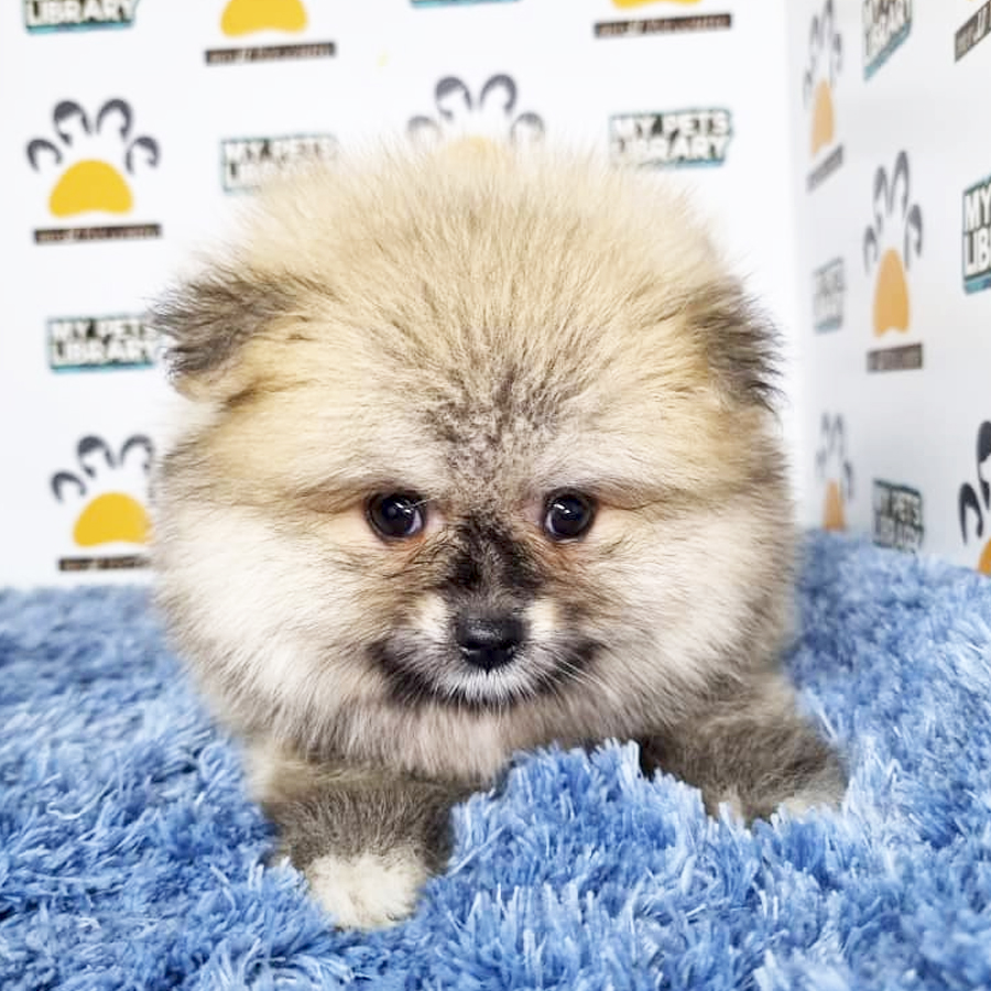 Pomeranian Puppy (Male) For Sale
