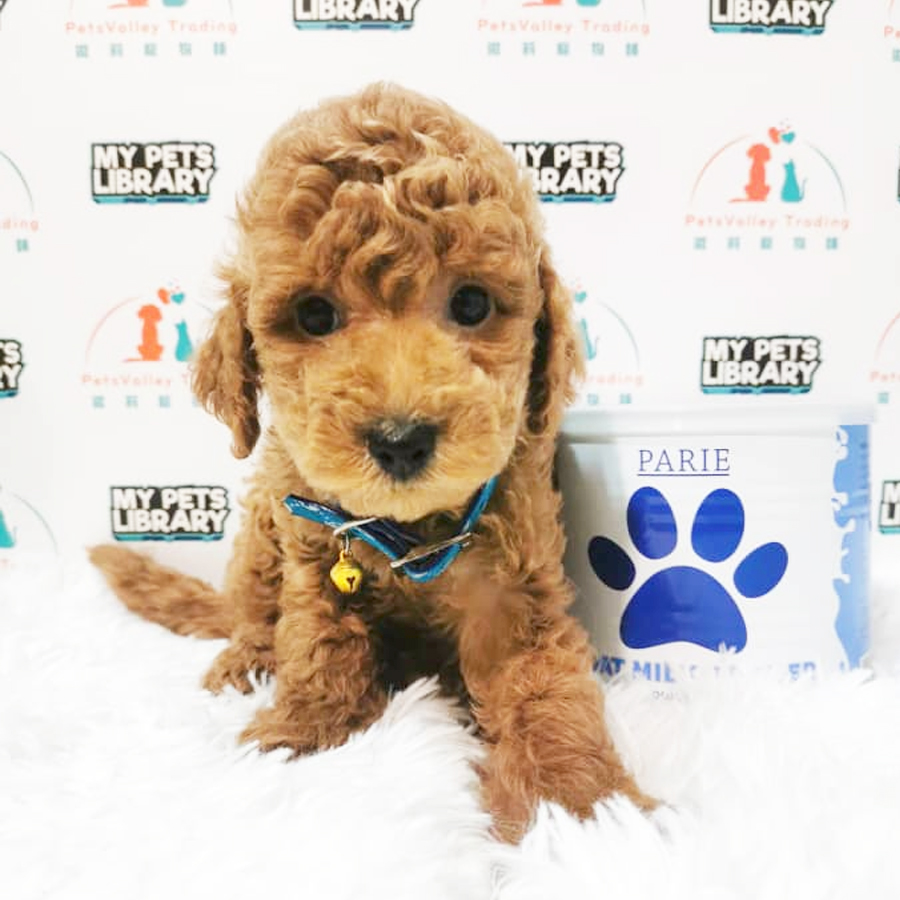 Toy Poodle Puppy (Male) For Sale