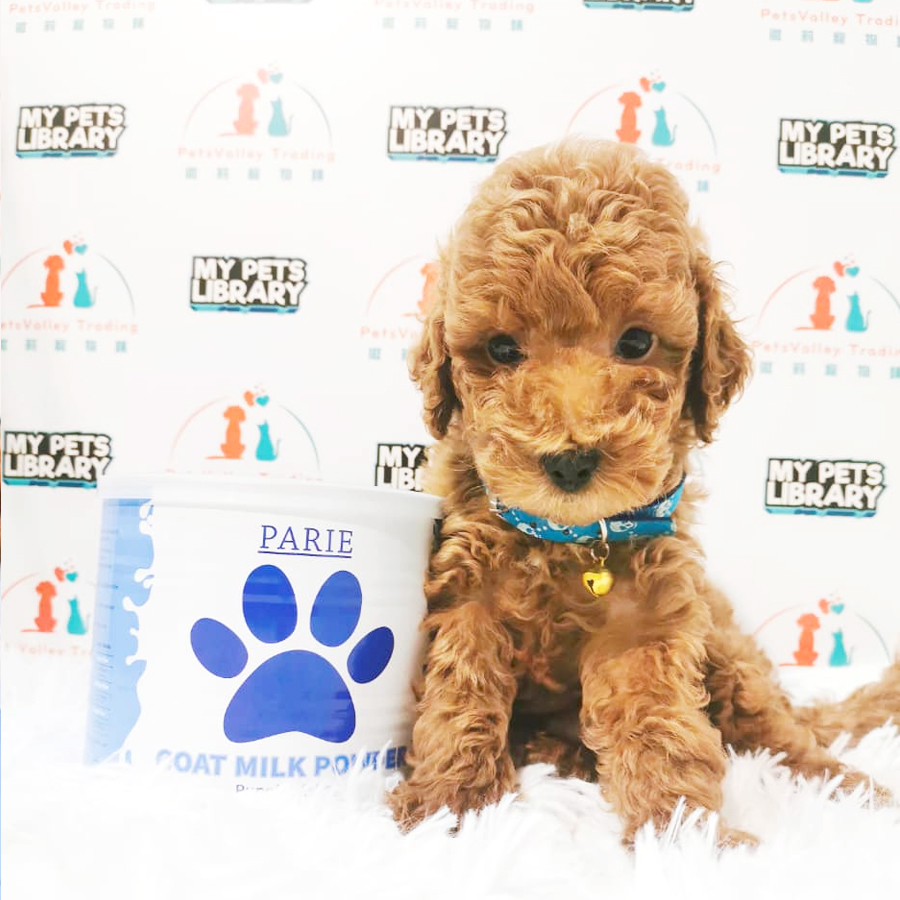 Toy Poodle Puppy (Male) For Sale
