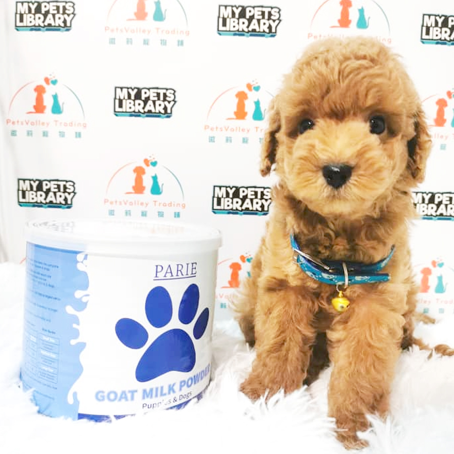 Toy Poodle Puppy (Male) For Sale