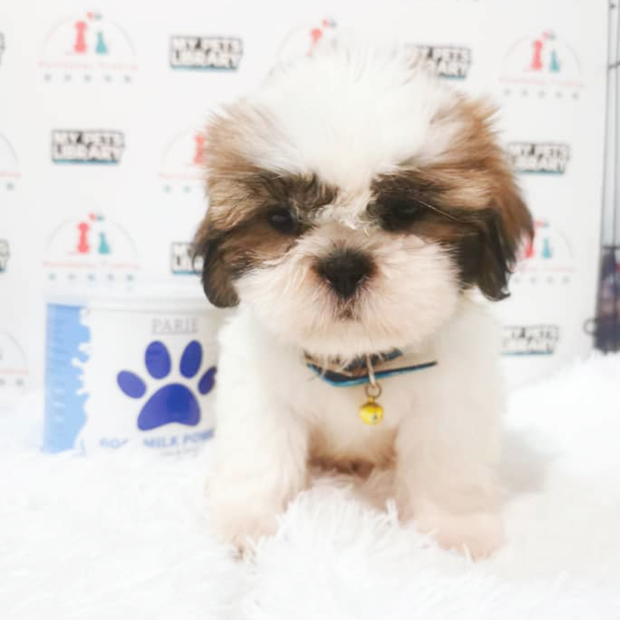 Shih Tzu Puppy (Male) For Sale