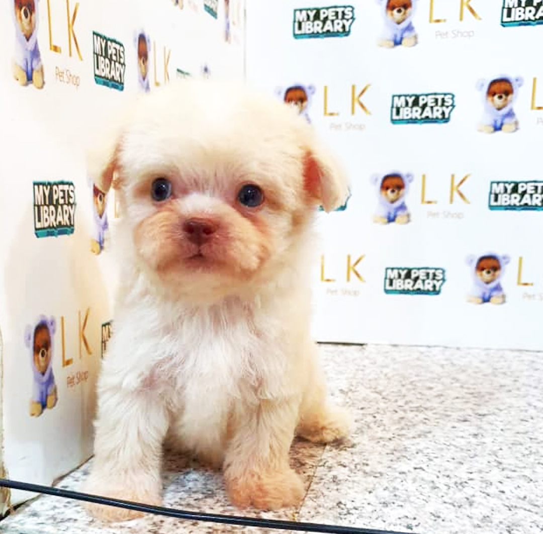 Poodle Mix Bichon Puppy (Male) For Sale
