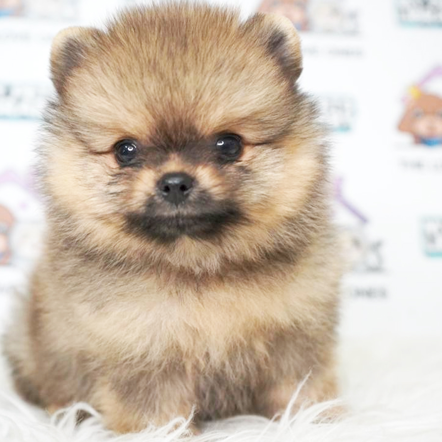 Pomeranian Puppy (Female) For Sale