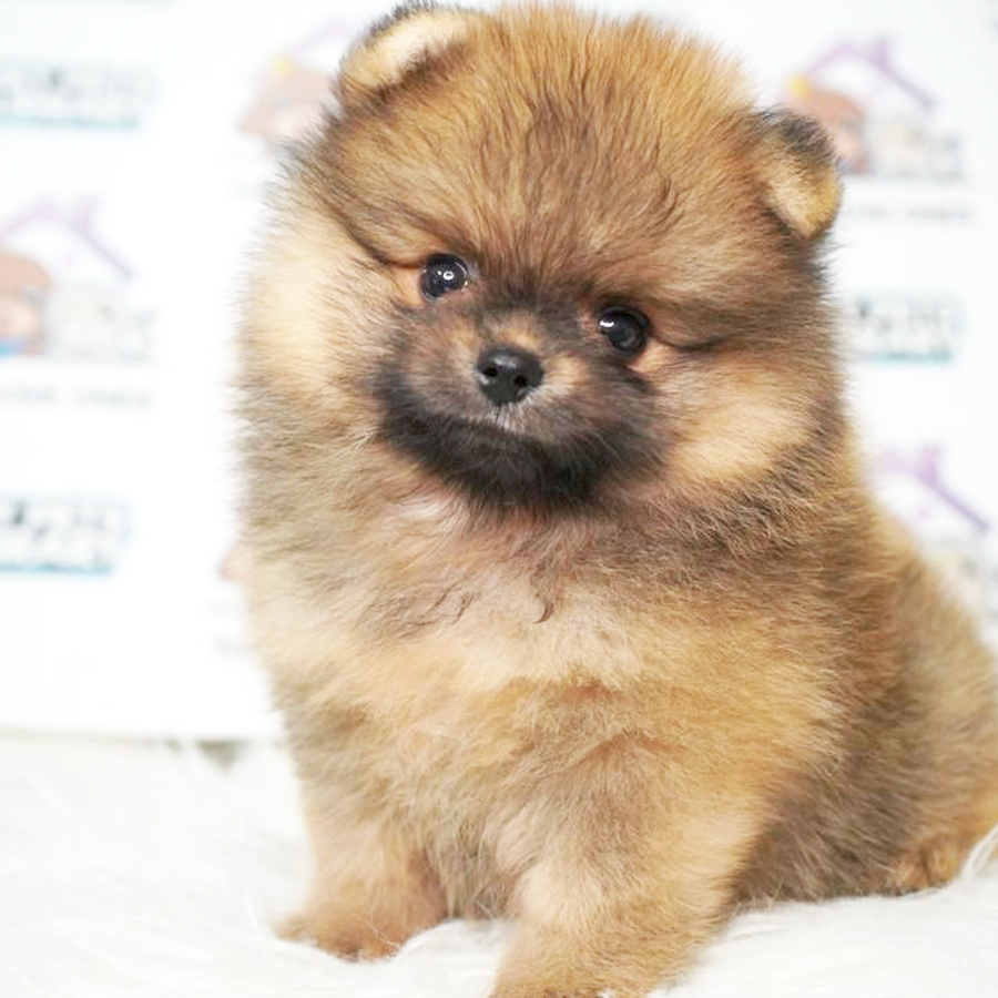 Pomeranian Puppy (Male) For Sale