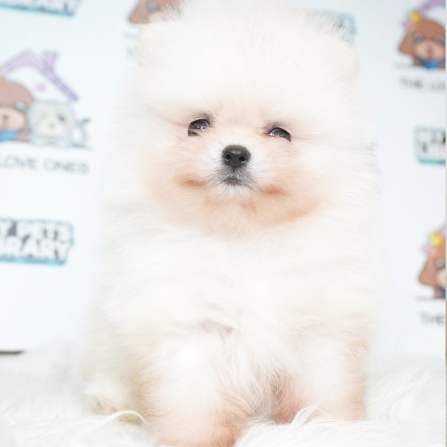 Pomeranian Puppy (Male) For Sale
