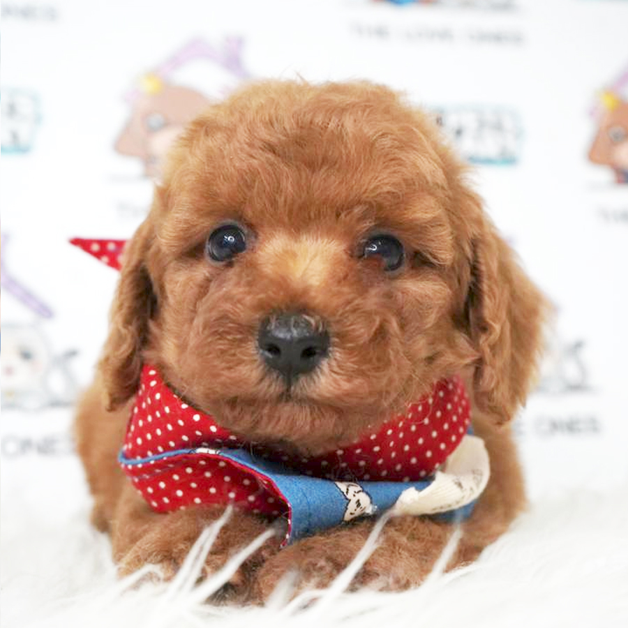 MKA Tiny Toy Poodle Puppy (Male) For Sale