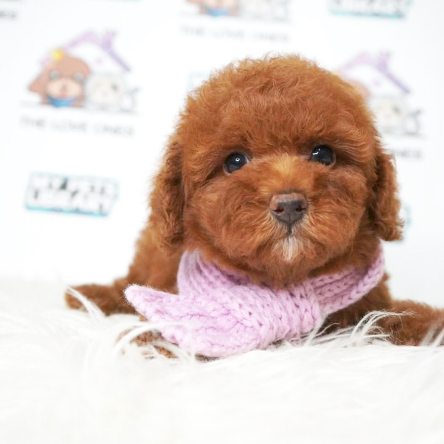 MKA Tiny Toy Poodle Puppy (Female) For Sale