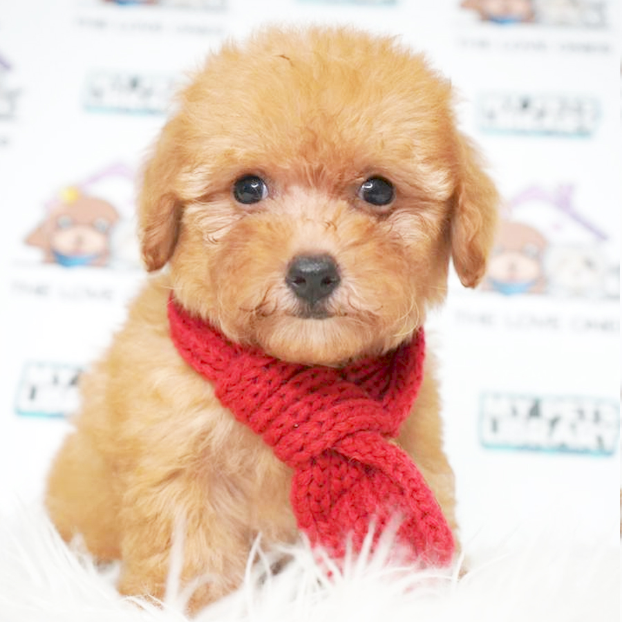 MKA Tiny Poodle Puppy (Female) For Sale