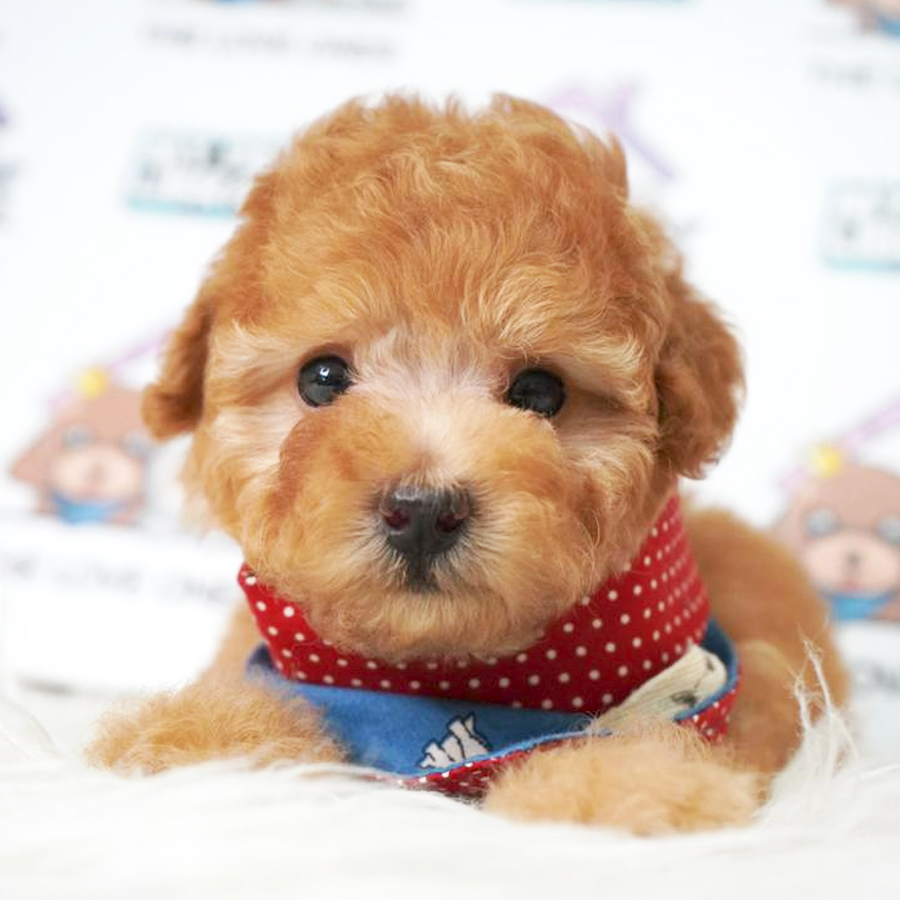 Tiny Poodle Puppy (Male) For Sale