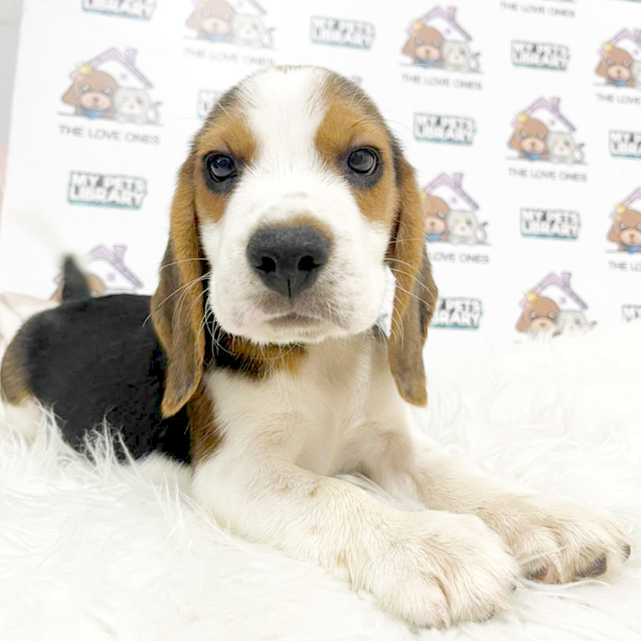 Beagle Puppy (Male) For Sale