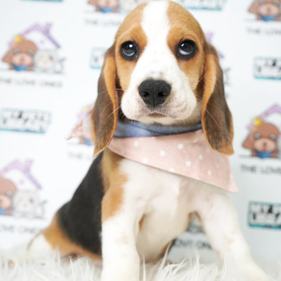 Beagle Puppy (Female) For Sale