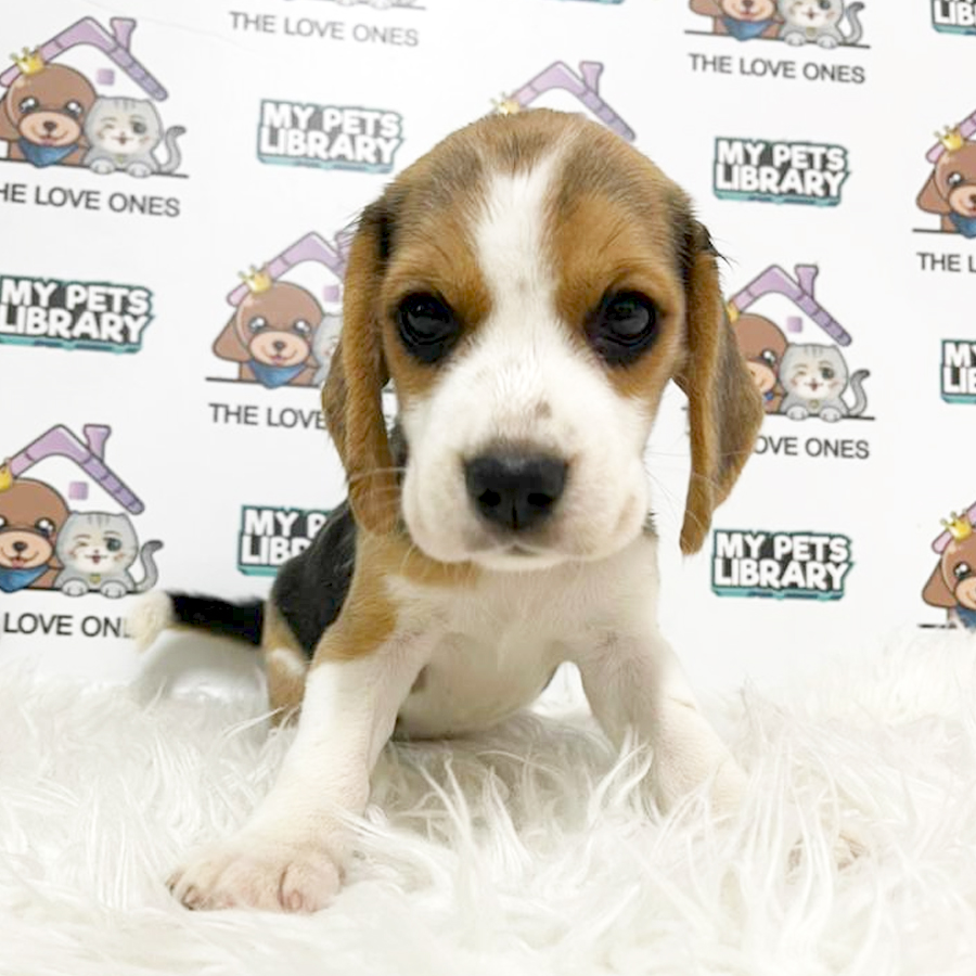 Beagle Puppy (Female) For Sale